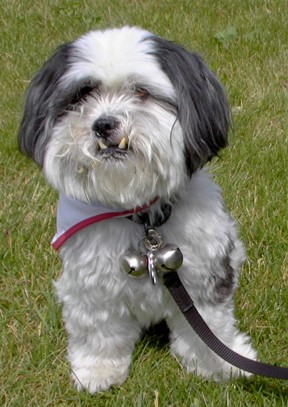 Mikado Cowell (therapy dog)