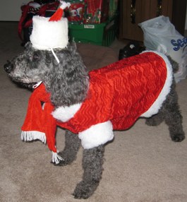 Louise Marchand as Santa (therapy dog)